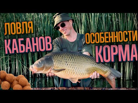 Видео: КАРПФИШИНГ . «ЛОВЛЯ КАБАНОВ »  Особенности корма , нюансы маркерения.