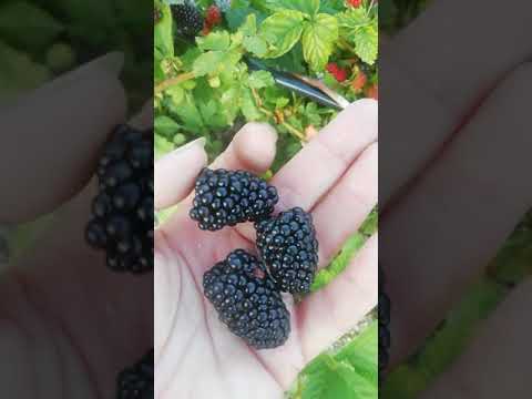 Видео: Ежевика Блэк Джем на прошлогодних побегах