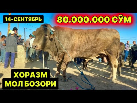 Видео: ХОРАЗМ МОЛ БОЗОРИ ГИГАНТ БУҚАЛАР НАРХЛАРИ 14 сентября 2025 г.