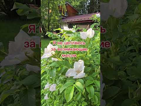 Видео: #24октября2025 #гороскопдня