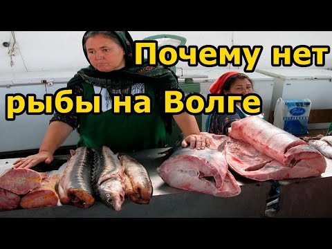 Видео: ПОЧЕМУ НЕТ РЫБЫ на ВОЛГЕ | Браконьеры