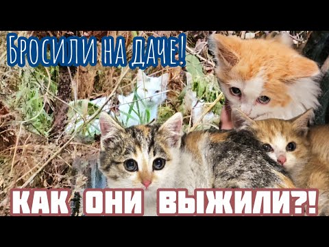 Видео: Кошка поняла что её бросили/она привела котят на заброшку чтобы выжить/идти некуда/help save the cat