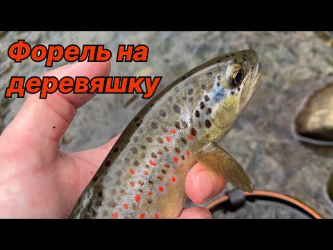 Видео: ФОРЕЛЬ НА ДЕРЕВЯХУ! Безумный клев ручьевой форели зимой (4К)