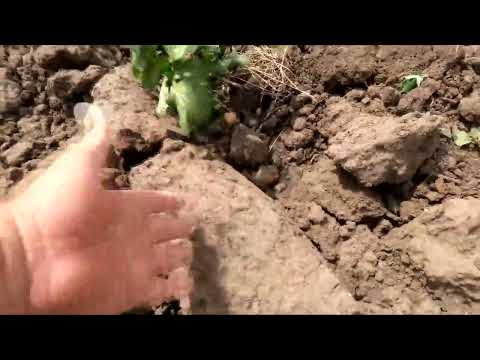 Видео: Культивация картошки, ягоды растут, мотоблок не пошёл по пахоте.