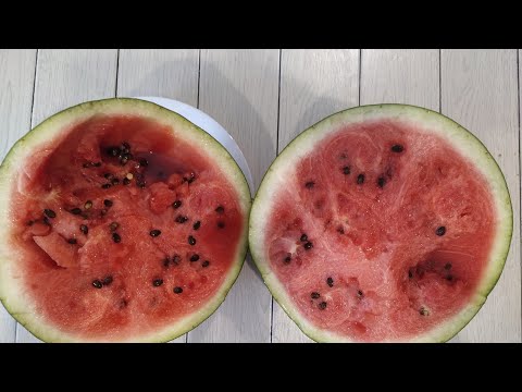 Видео: Арбуз МУЛАТ - 7180 кг👍. Открытый грунт Саранск.