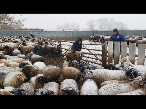 Видео: Ауыл тынысы.Қойларды тарату.