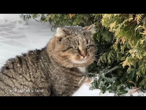 Видео: ✨Лесной кот радуется снегу как ребенок .The forest cat rejoices in the snow like a child.