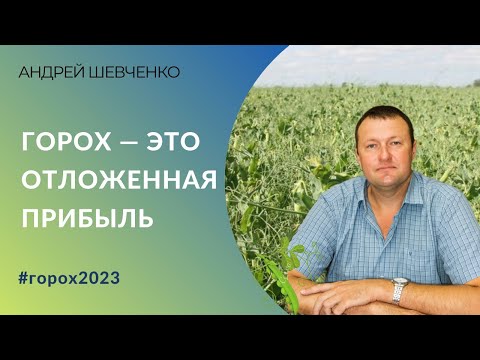 Видео: Горох – это отложенная прибыль, даёт 8-10 ц прибавки пшенице |  Главный агроном “Кубаньхлеб”