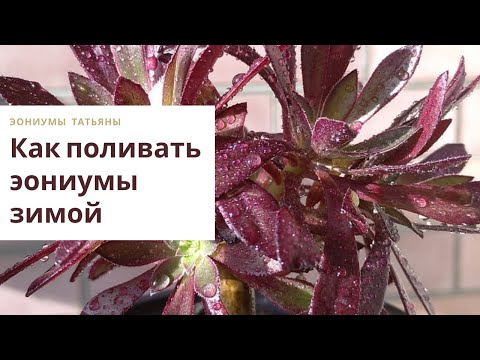 Видео: Как поливать эониумы зимой. Уход в домашних условиях