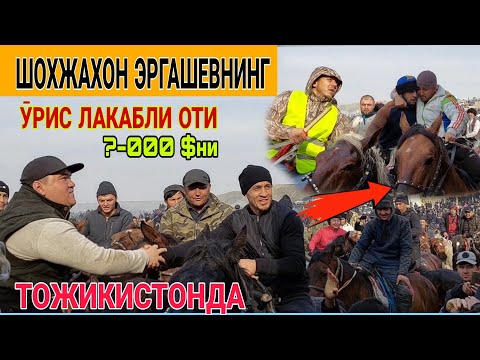 Видео: УЛОК КОНИБОДОМ // ШОХЖАХОННИ   УРИС ОТИ.... ТОЖИКИСТОНДА 06.01.2024 БУЗКАШИ