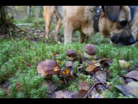 Видео: Грибная разведка 10 октября 2023. Всеволожский район.