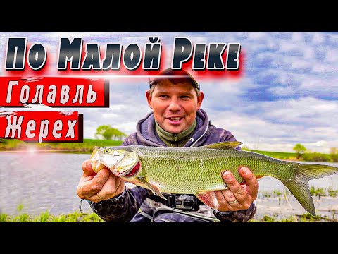 Видео: Ловля голавля и жереха весной на реке | Денис Вихров | Рыбалка 2022