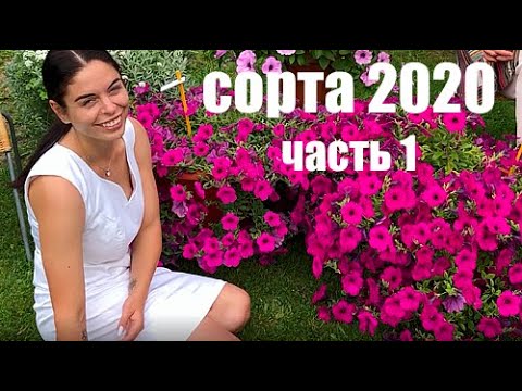 Видео: Обзор сортов Биотехники 2020-2021. Часть1. Ампельные петунии и пеларгонии.