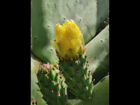 Видео: Чудесные цветы красоты необыкновенной. 