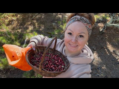 Видео: Тест аппарата для клюквы/ Вот как легко собирать клюкву! Клюква растёт ковром!