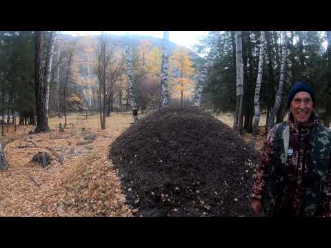 Видео: Большой осенний вояж по верховьям Бухтармы и притокам Часть 1