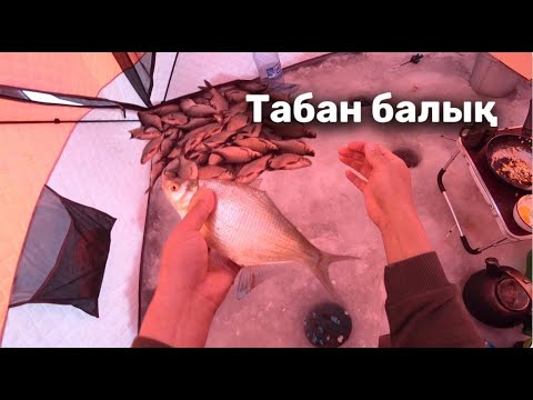 Видео: Табан балық аулау әдісі. Ловля Леща в Палатке.