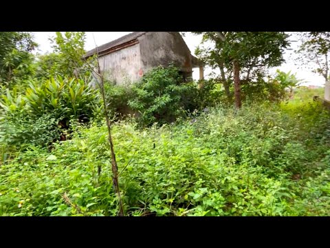 Видео: Великолепное преображение заброшенного дома после удовлетворительной уборки и покоса