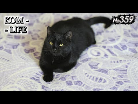 Видео: "Климатический беженец" и АСД Фракция
