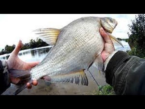 Видео: ч.2 Рыбалка на Леща на р.Десна 2022