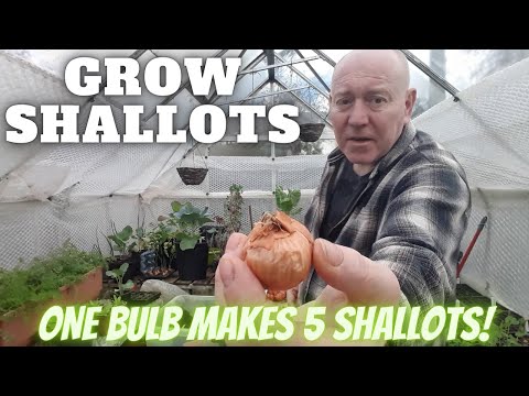 Видео: Выращивание шалота [Садовый участок в Великобритании] [Выращивание овощей дома]
