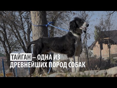 Видео: Тайган —  древнейшая порода собак