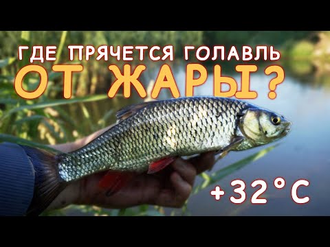 Видео: Ловля голавля В ЖАРУ на малой реке. Рыбалка ИЮНЬ 2022