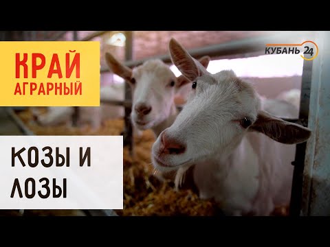 Видео: Гипоаллергенное молоко от элитных коз I Край аграрный