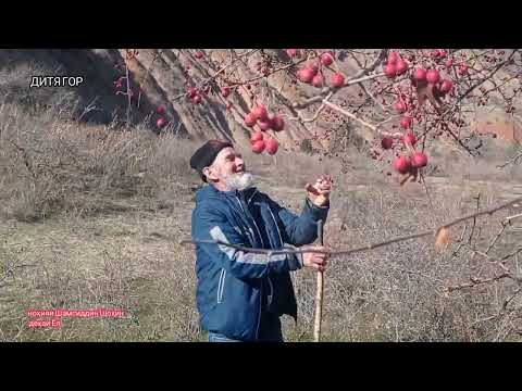 Видео: هوای وطن بوی عطر میکند از تماشای وطن سیر نشدم АЗ ТАМОШОИ ВАТАН СЕР НАШУДАМ