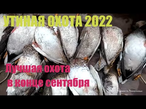 Видео: Утиная охота 2022. Лучшая охота в этом сезоне.