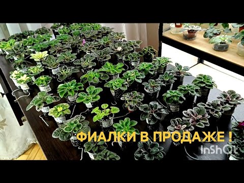 Видео: ПРОДАЖА ФИАЛОК! ОНЛАЙН МАГАЗИН!