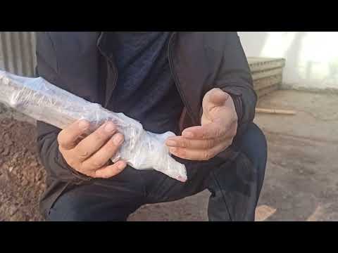 Видео: Нигоҳдории қаламчаҳои ангур дар зери хок,то моҳи апрел.