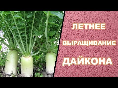 Видео: 🌿ЛЕТНЕЕ ВЫРАЩИВАНИЕ ДАЙКОНА