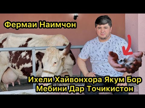 Видео: Фермаи Наимчон. Ихели Хайвонора Якум Бор мебини Дар Точикистон.