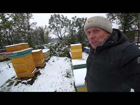 Видео: ПЕРВЫЙ СНЕГ, СИЛА ПЧЕЛОСЕМЕЙ В ЗИМУ В РАЗЛИЧНЫХ КОНСТРУКЦИЯХ УЛЬЯ