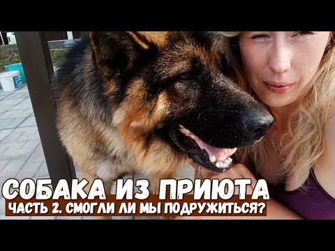 Видео: Взяли собаку из приюта / Смогли ли мы подружиться за 2 месяца? Вторая часть видео