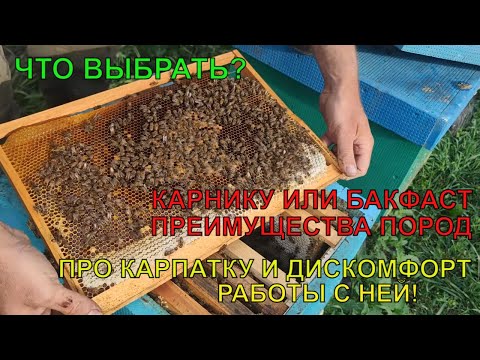 Видео: Что лучше для пасеки КАРНИКА ИЛИ БАКФАСТ как ПОДОБРАТЬ ПЧЁЛ нужна ли КАРПАТКА преимущества пород ✅🐝