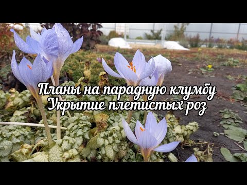 Видео: Планы на парадную клумбу, укрытие плетистых роз на зиму