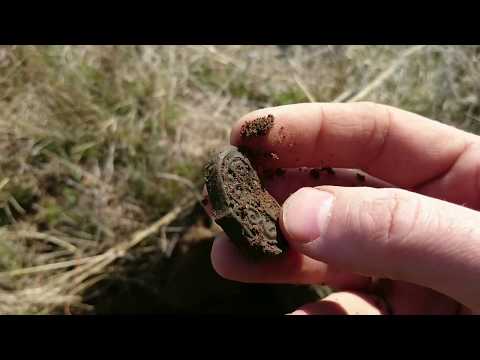 Видео: Интересные находки в степи долины Иртыша в Восточном Казахстане №2