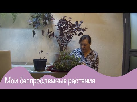 Видео: №4 Беспроблемное растение. Альтернатера. Иризине.