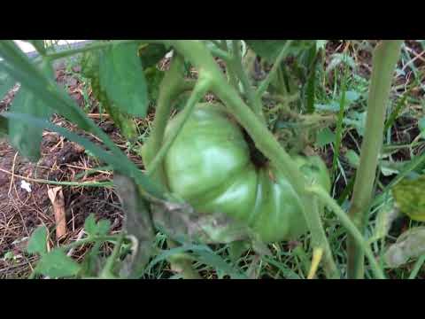 Видео: купольная теплица 3