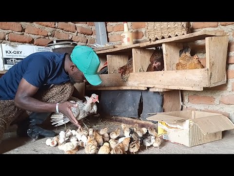 Видео: КАК ЗАСТАВИТЬ КУРИЦУ УСЫНОВИТЬ МНОГИХ ДРУГИХ ЦЫПЛЯТ ИЗ ИНКУБАТОРИЯ - Высиживайте цыплят естествен...