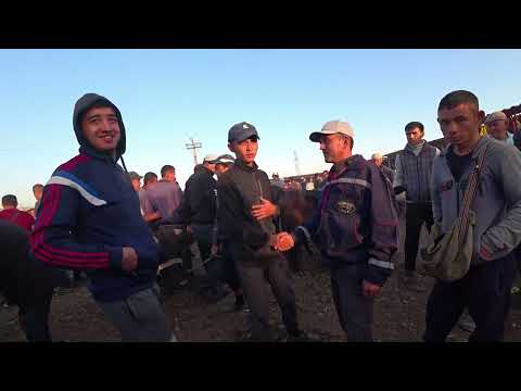 Видео: Узбекистан. Сырдарья. МолБазар 2022. Скотный рынок. Торговля животными не просто. Шашлык на рынке #4