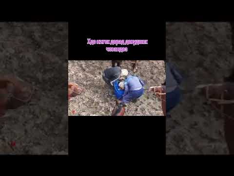 Видео: бузкаши н балчвон дехаи оличадара