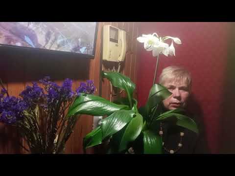 Видео: АМАЗОНСКАЯ ЛИЛИЯ. ПРАВИЛА УХОДА.