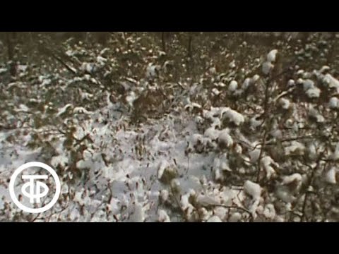 Видео: Варлам Шаламов. Несколько моих жизней (1990)
