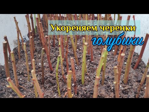 Видео: Как мы укореняем черенки голубики. Обзор экспериментальных черенков. 12.03.2023.