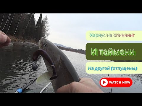 Видео: Снова хариус и снова спиннинг. Два спиннинга и таймешата.