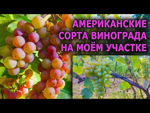 Видео: ЭТОТ ВИНОГРАД СОЗРЕВАЕТ В ЛЮБУЮ ПОГОДУ И НЕ БОЛЕЕТ. АМЕРИКАНСКИЙ ВИНОГРАД ВЕДЕТ СЕБЯ ХОРОШО.