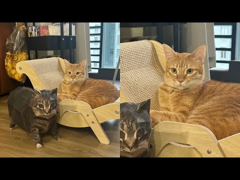 Видео: Кошки просто делают то, что у них получается лучше всего 🤣 Смешные видео с кошками 2025 🐱 Часть 91